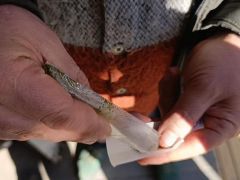 8 paket sigaraya bedel. İçinde yüksek nikotin var, kanseri tetikliyor