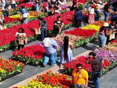 ABD’de “lale günü”. Binlerce çiçek ücretsiz dağıtıldı