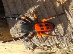 Akdeniz ve Orta Asya’nın nadir türü Elazığ’da görüntülendi