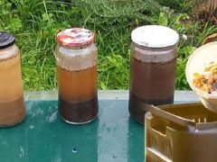 Bahar gelmeden fideleri coşturuyor! Ev yapımı gübrede hasat 2 katına çıkıyor