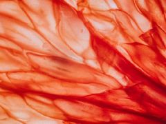 Bu şahıslar asla yememeli! Yıllarca zayıflattığı söylendi ancak yanlış mıydı?