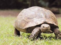 Fabrikaya yeşil tosbağa engeli