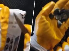 Gümrükte operasyon. Türkiye’den kaçırılmak üzereyken yakalandı