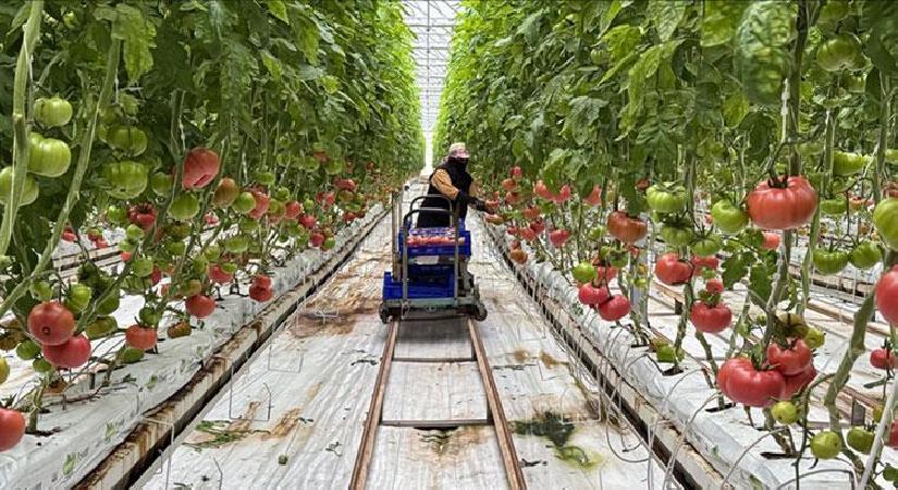 Güneş enerjisi santraliyle desteklenen serada üretimin artırılması hedefleniyor