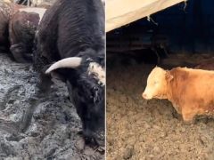 Hayvanlar hızlı kilo alsın diye Kurban Bayramı öncesi insanlık dışı görüntü. Bakanlık inceleme başlattı