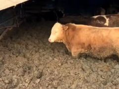 Hayvanları kilo alsınlar diye çamura sapladılar, cezayı yediler