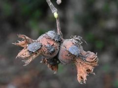 İstilacı türde yolun sonu göründü. Karadenizli fındık üreticinin kabusu bitiyor