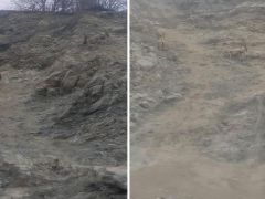 Nesli tükenme tehlikesi altında. Diyarbakır’da sürü halinde görüntülendi