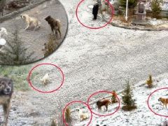 Sokak köpeklerinin dehşeti kamerada! Sürü halinde saldırdılar