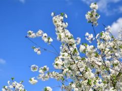 Son cemre toprağa düştü mü, bahar ne zaman geliyor? 2026 cemre tarihleri