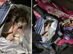 TIR’daki çikolata dolu çantadan balya balya euro çıktı