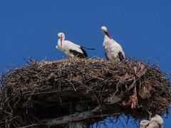 Yaren leylek, eşi Nazlı’ya kavuştu