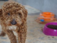 Yasa dışı köpek üretimi yapan şüpheliye 2 milyon lira ceza