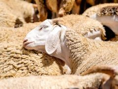 2026 Kurban Bayramı ne zaman? Bayram tatili kaç gün, 9 gün mü olacak?