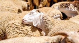 2026 Kurban Bayramı ne zaman? Bayram tatili kaç gün, 9 gün mü olacak?