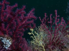 Bakan Kurum: Denizlerin ormanı mercanları yeniden yaşamla buluşturuyoruz