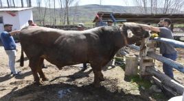 Besi çiftliğinin gözdesi tam 1 ton 180 kilo ağırlığında