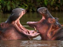 Escobar’ın su aygırlarına itlaf. “Başka çaremiz yok” diye duyurdular