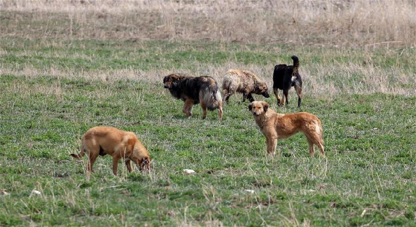 İstanbul Valiliği sokak köpekleri için süre verdi