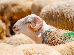 Kurban Bayramı tatili ne zaman başlıyor, kaç gün sürecek? 2026 Kurban Bayramı takvimi