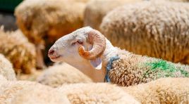 Kurban Bayramı tatili ne zaman başlıyor, kaç gün sürecek? 2026 Kurban Bayramı takvimi