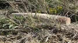 Mantar toplarken buldular. Ankara’da patlamamış top mermisi bulundu