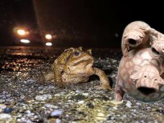 Ormandan gölete 5 bin yıllık göç başladı