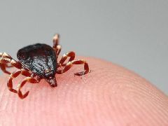 Sıcaklıklar arttı, kene sezonu açıldı