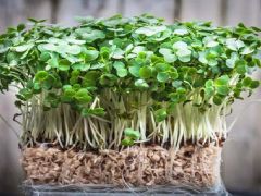 Sıhhat otoriteleri ilan etti: Dünyanın en sağlıklı sebzesi! Beslenmenize bu türlü dahil edin