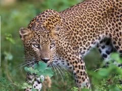 Tehdit altındalar, onlara gözümüz üzere bakalım