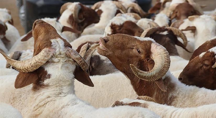 Bayram tatili ne vakit başlıyor? 9 günlük Kurban Bayramı tatili için geri sayım