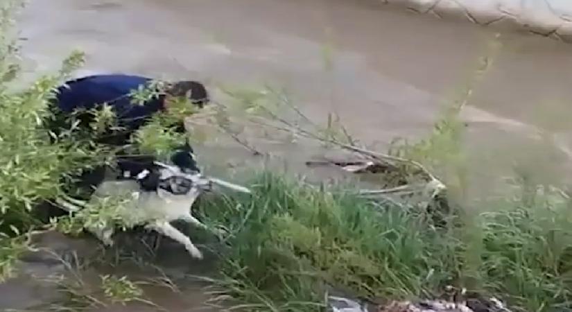 Çaya düşen köpeği, elini ısırmasına karşın kurtardı