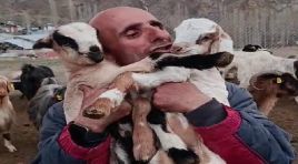 Fenomen çobanın oğlak sevgisi yürekleri ısıttı