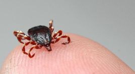 Kastamonu’da kene yapıştı İstanbul’da öldü. KKKA teşhisi konulan kadın hayatını kaybetti