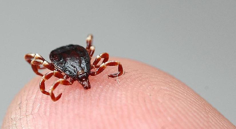 Kastamonu’da kene yapıştı İstanbul’da öldü. KKKA teşhisi konulan kadın hayatını kaybetti