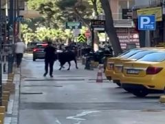 Sahibinin elinden kaçan dana endişe dolu anlar yaşattı