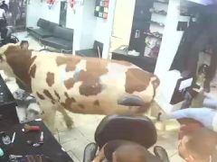 Sultanbeyli’de kurbanlık boğanın kuaför salonuna daldığı anlar kamerada