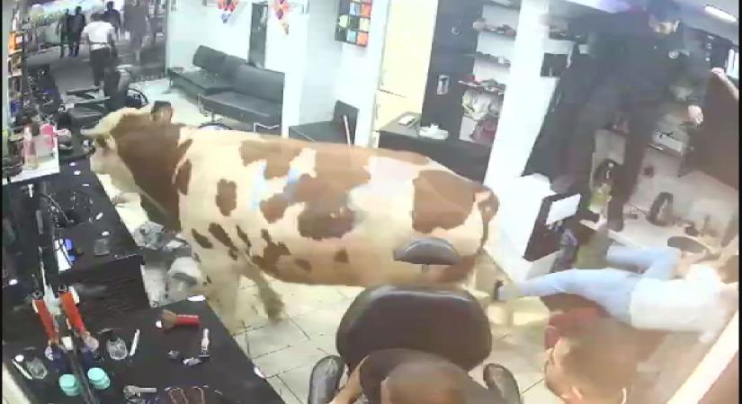 Sultanbeyli’de kurbanlık boğanın kuaför salonuna daldığı anlar kamerada