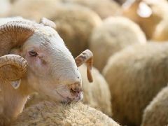 Teşrik tekbiri nedir, ne vakit getirilir? Kurban keserken tekbir nasıl getirilmeli? (Diyanet’e nazaran teşrik tekbiri)