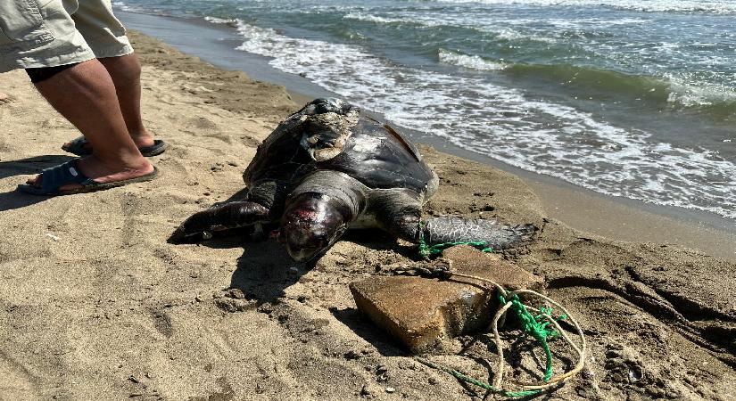 Bir haftada ikinci olay. Parke taşı bağlanan deniz kaplumbağası meyyit bulundu