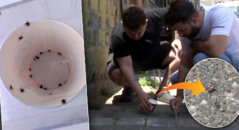 İstanbul’da kene paniği: Mahalleli elinde cımbızla kene avlıyor! “Bir haftada 500’ün üzerinde öldürdük”