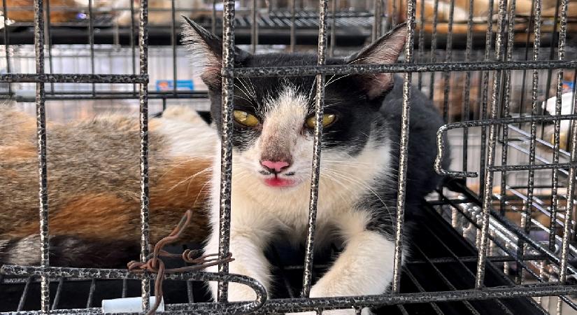 Kedi eti çetesine operasyon. 400 kedi kesilmekten son anda kurtarıldı
