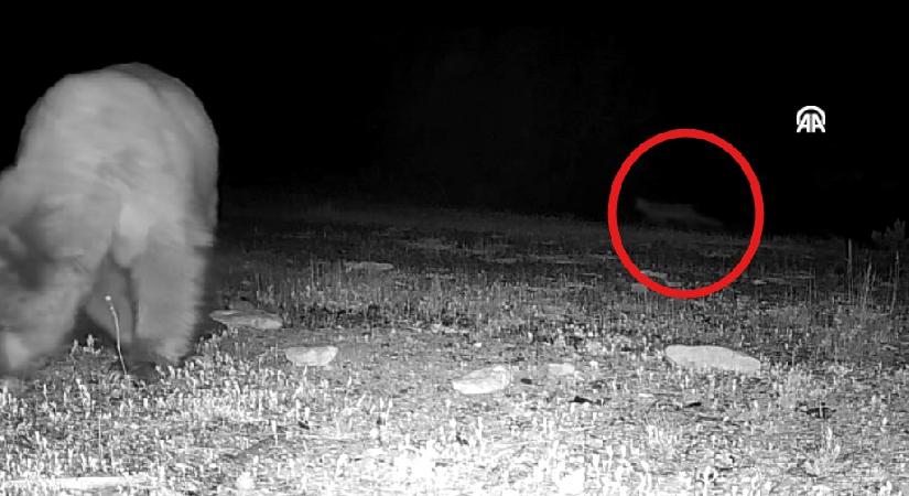 Tabiat tutkunu genç fotokopanlarla yaban hayatının izini sürüyor