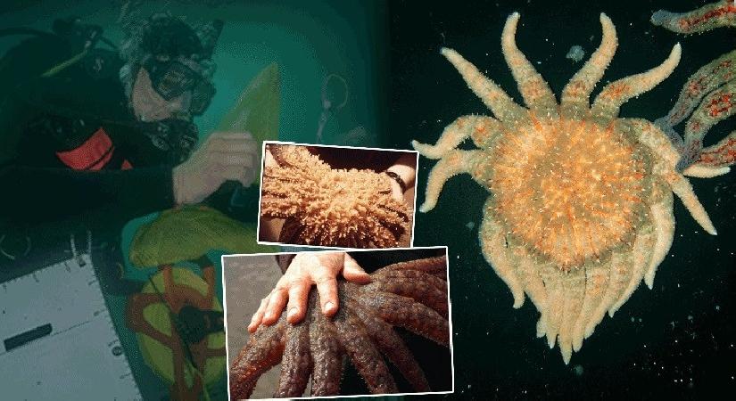 Yok olmuşlardı lakin geri döndüler: Okyanusun ‘koca ayağı’ istikrarları değiştirecek! Farklı özelliklere sahip