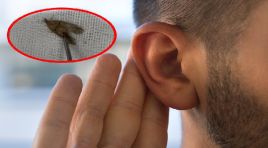 40 yaşındaki adamın kulağından çıktı. Hareketliydi, tabiata bırakıldı