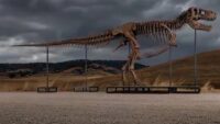 ABD’deki açık artırmada dinozor iskeletine rekor fiyat
