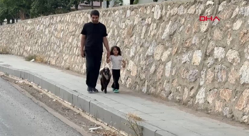 Annesiz kalan kuzuya şefkat eli: Biberonla büyütüyor