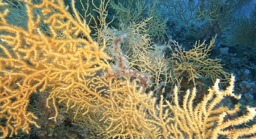 Ayvalık’ın derinliklerindeki ‘altın doku’: Sarı gorgonlar