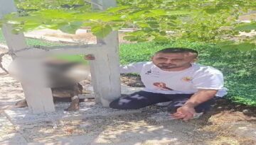 Belçika kurdunu zehirleyip direğe asarak telef ettiler