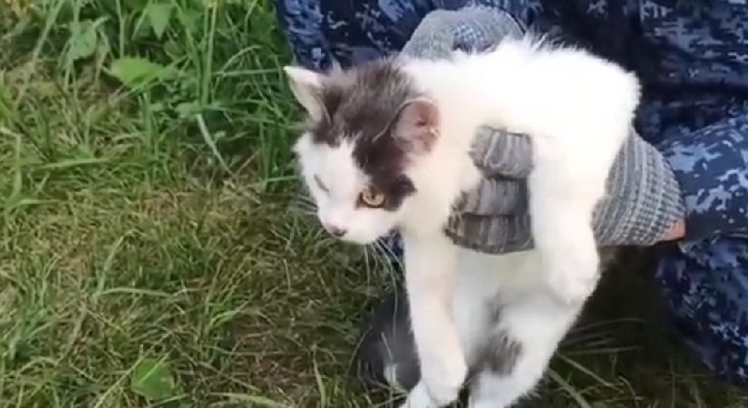 Cezaevine kediyle uyuşturucu sokmaya çalıştılar